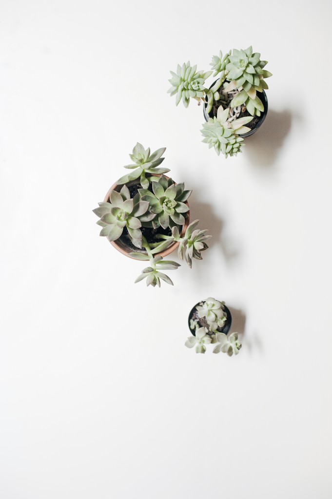 Seven Roses: About me | succulents