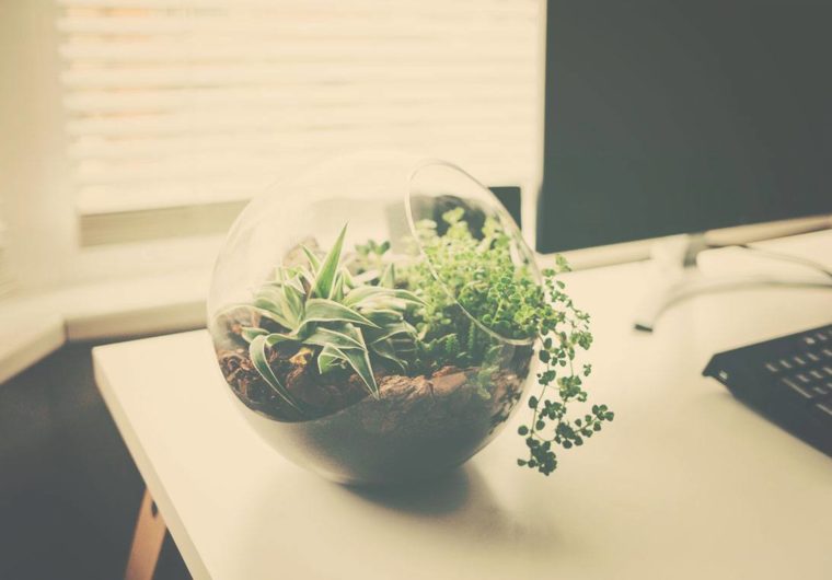 △ DIY: Succulent Terrarium Ideas △