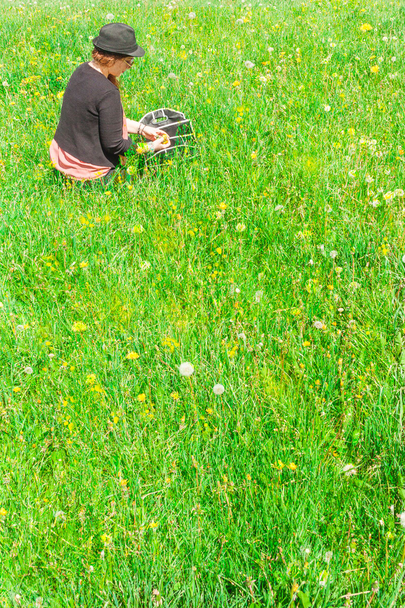 Picking wild dandelions to make Vegan Honey