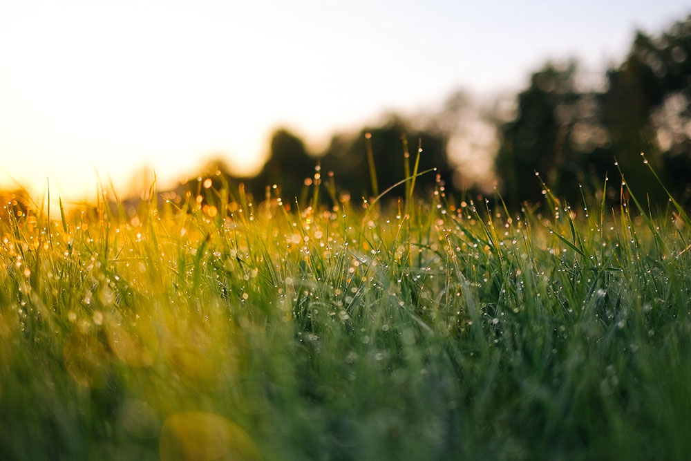 smells that make you feel happy: freshly cut grass