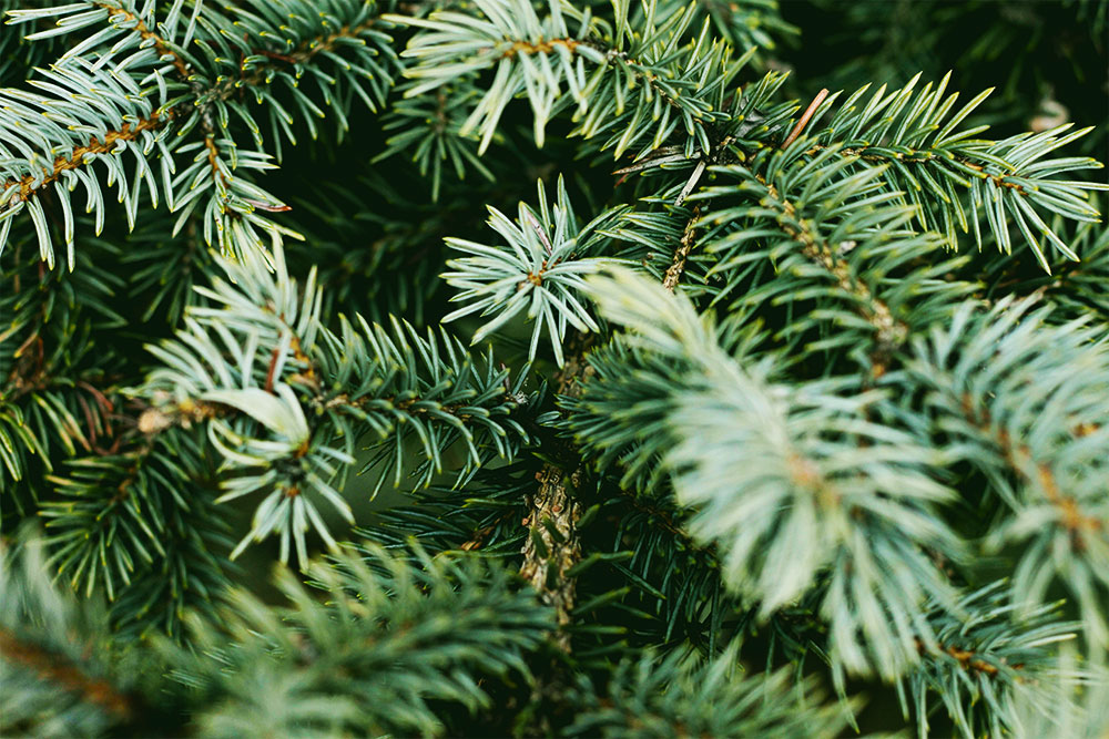 smells that make you feel happy: pine trees