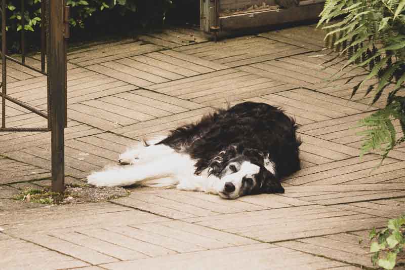 this sweet dog welcomes visitors at the entrance of Le Jardin de Berchigranges ♥