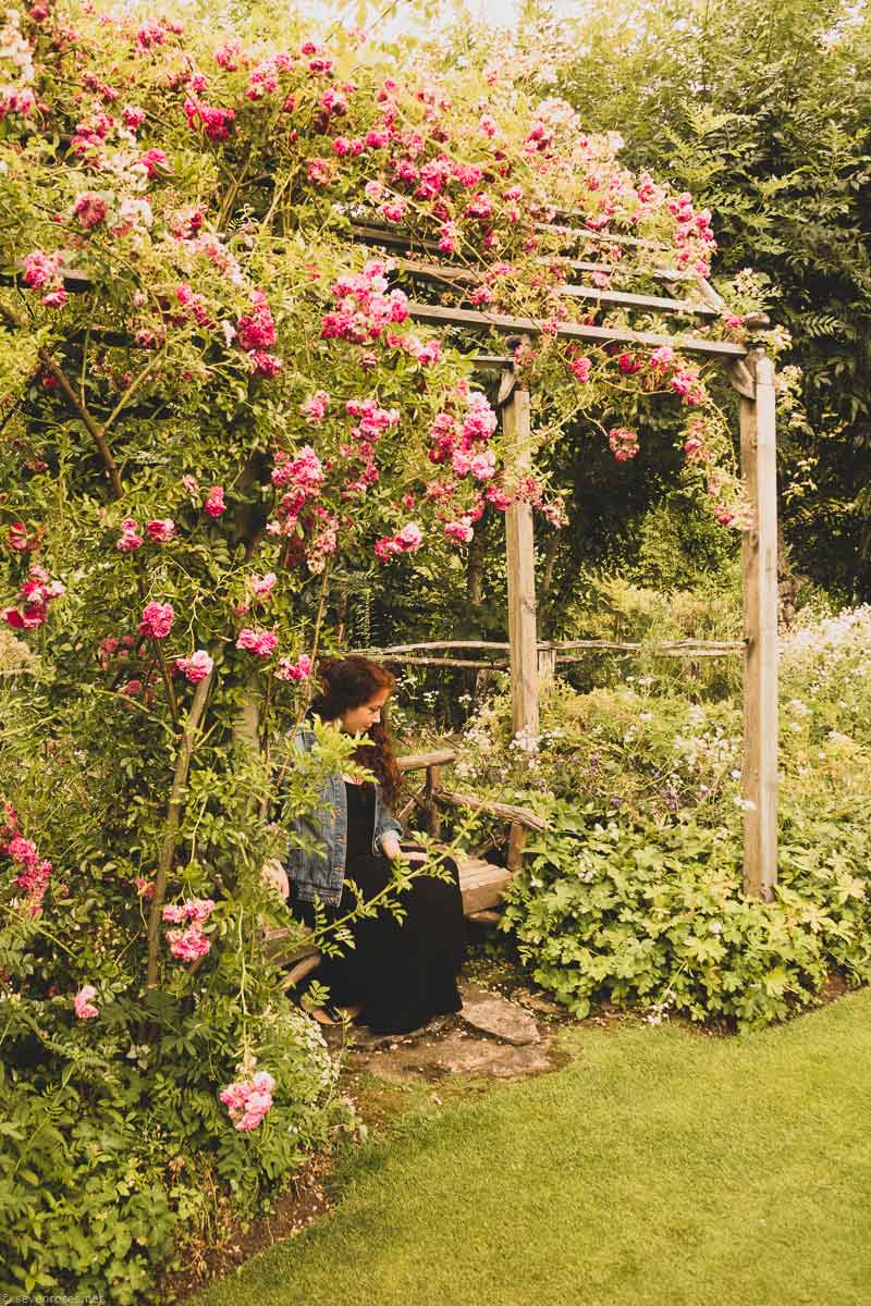 Ancients roses in the Jardin de Cottage, Berchigranges