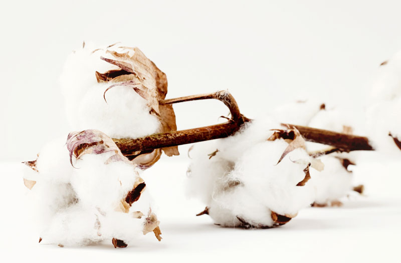 Eco-friendly fabrics: Organic Cotton