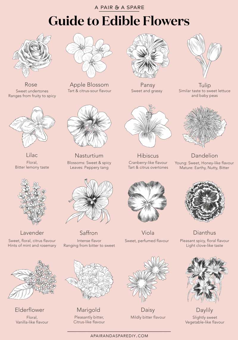 Edible Flowers Guide 