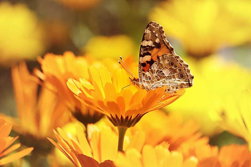 calendula