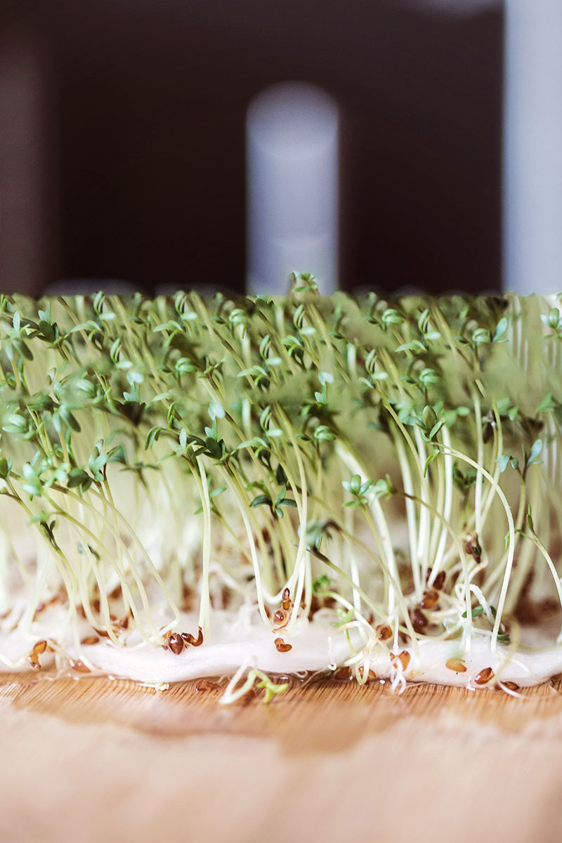 reconnect with nature from home: grow microgreens
